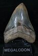 Collector Quality Megalodon Tooth #13272-1